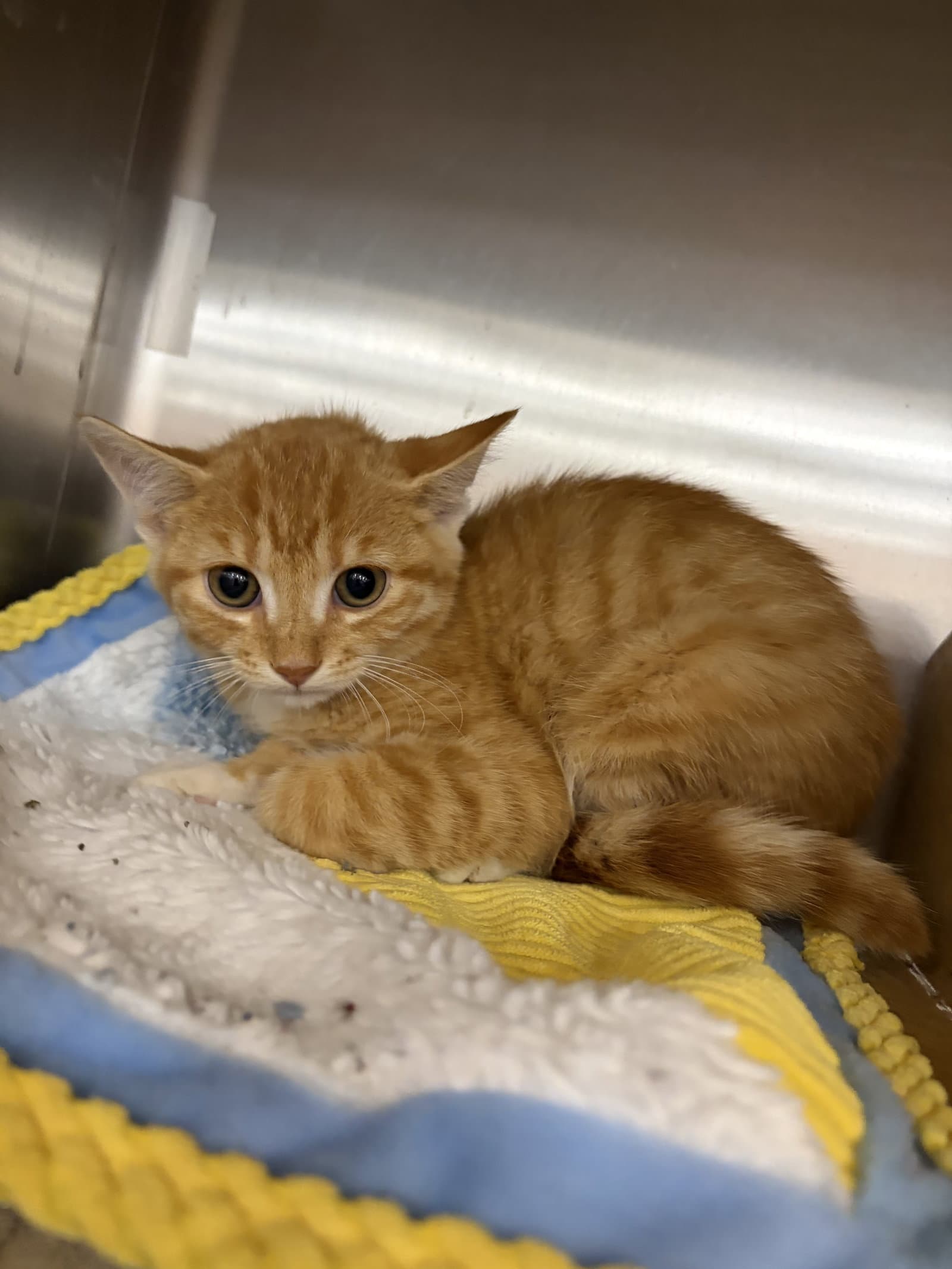 Sunshine - Domestic Short Hair