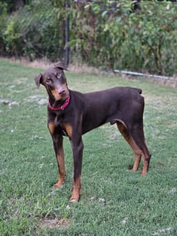 Ryker image 1