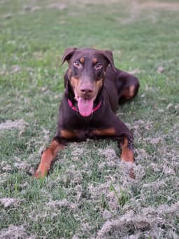 Ryker image 3