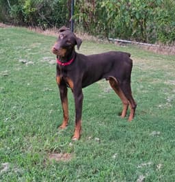 Ryker image 4