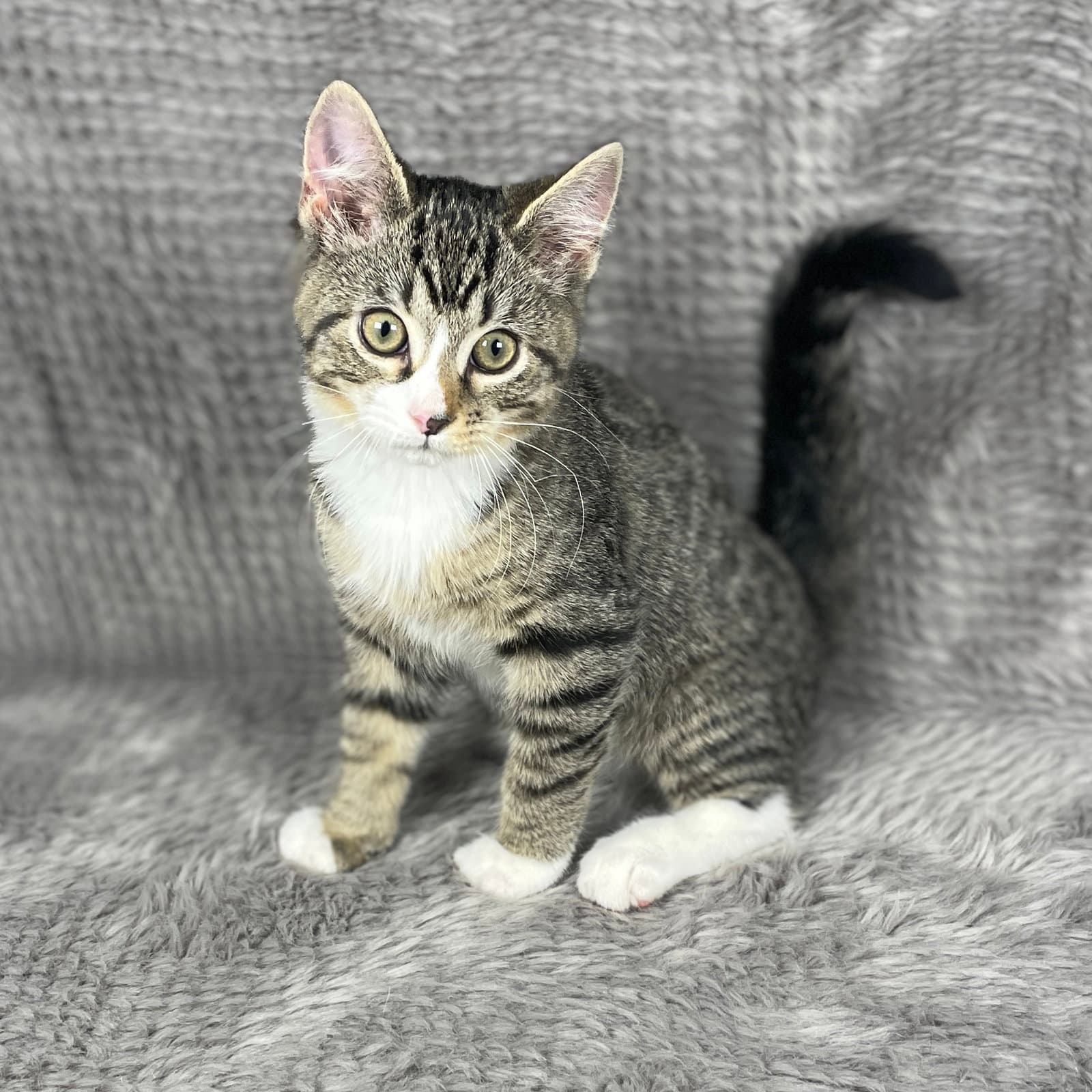 Richard Simmons - Andrea Foster - Domestic Short Hair