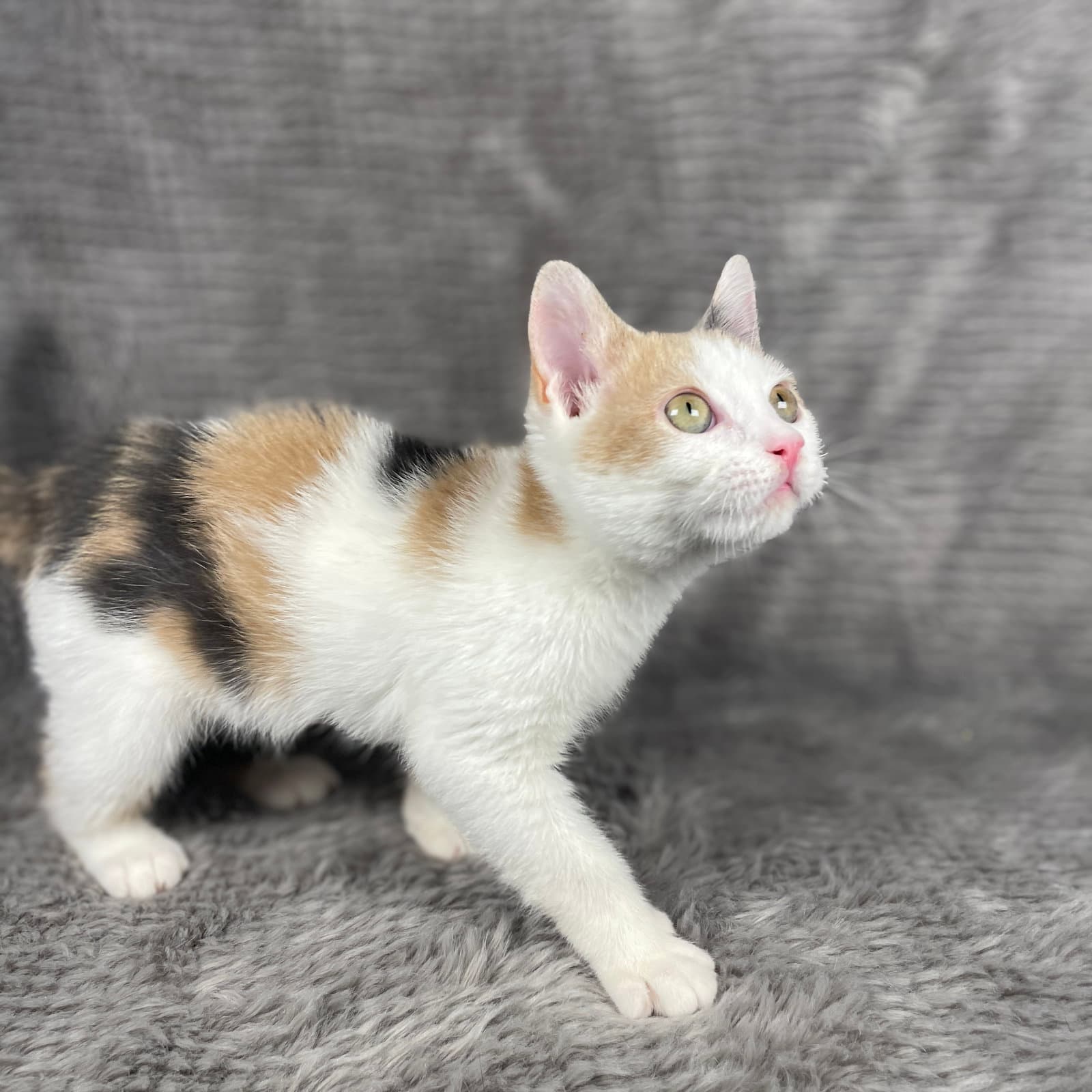 Feedback - Andrea Foster - Domestic Short Hair