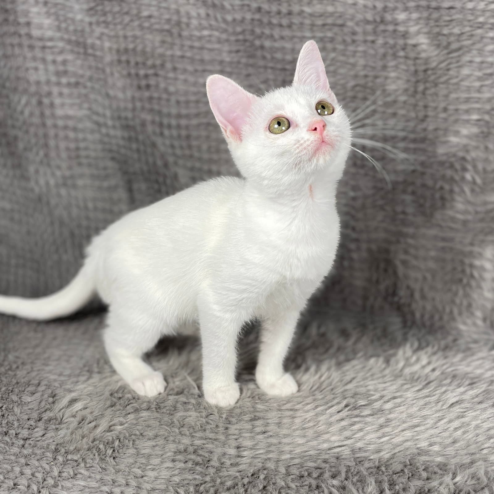 Barker - Andrea Foster - Domestic Short Hair