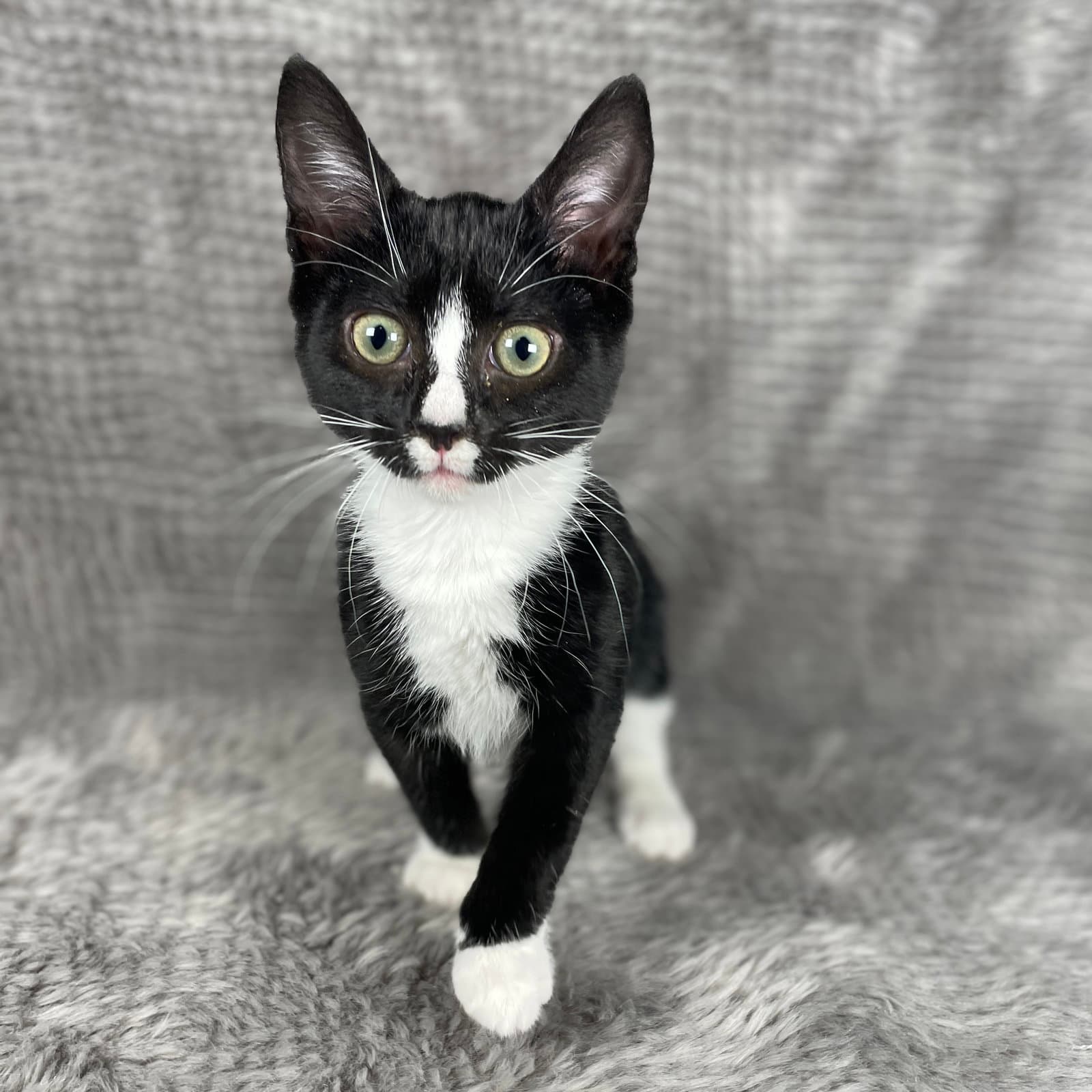 Bones - Andrea Foster - Domestic Short Hair
