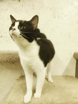 Romeo image 3