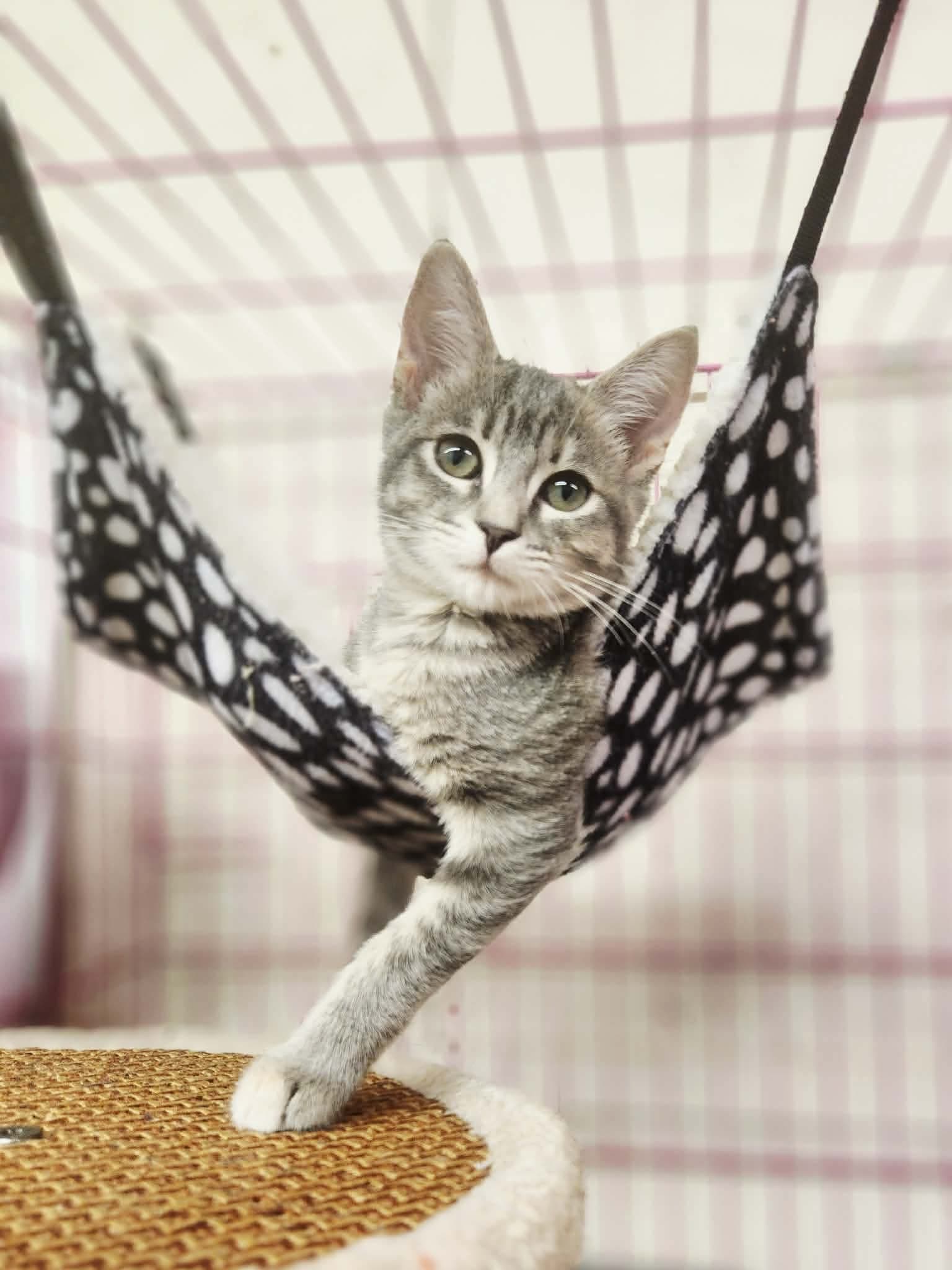 Charlotte - Domestic Short Hair