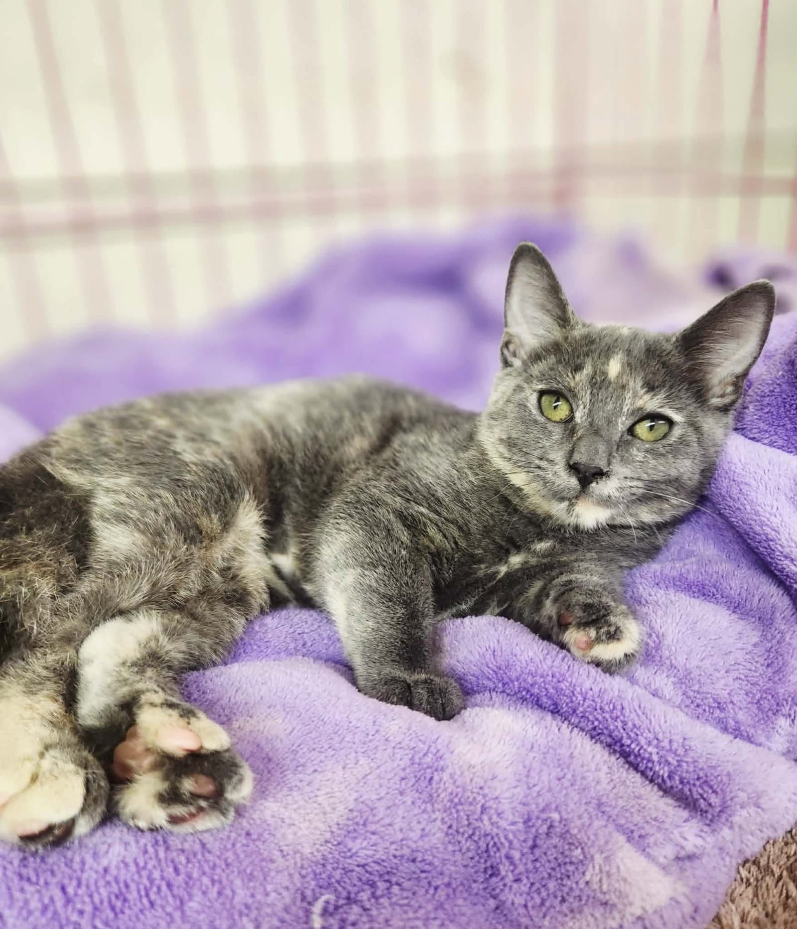 Vanessa - Domestic Short Hair