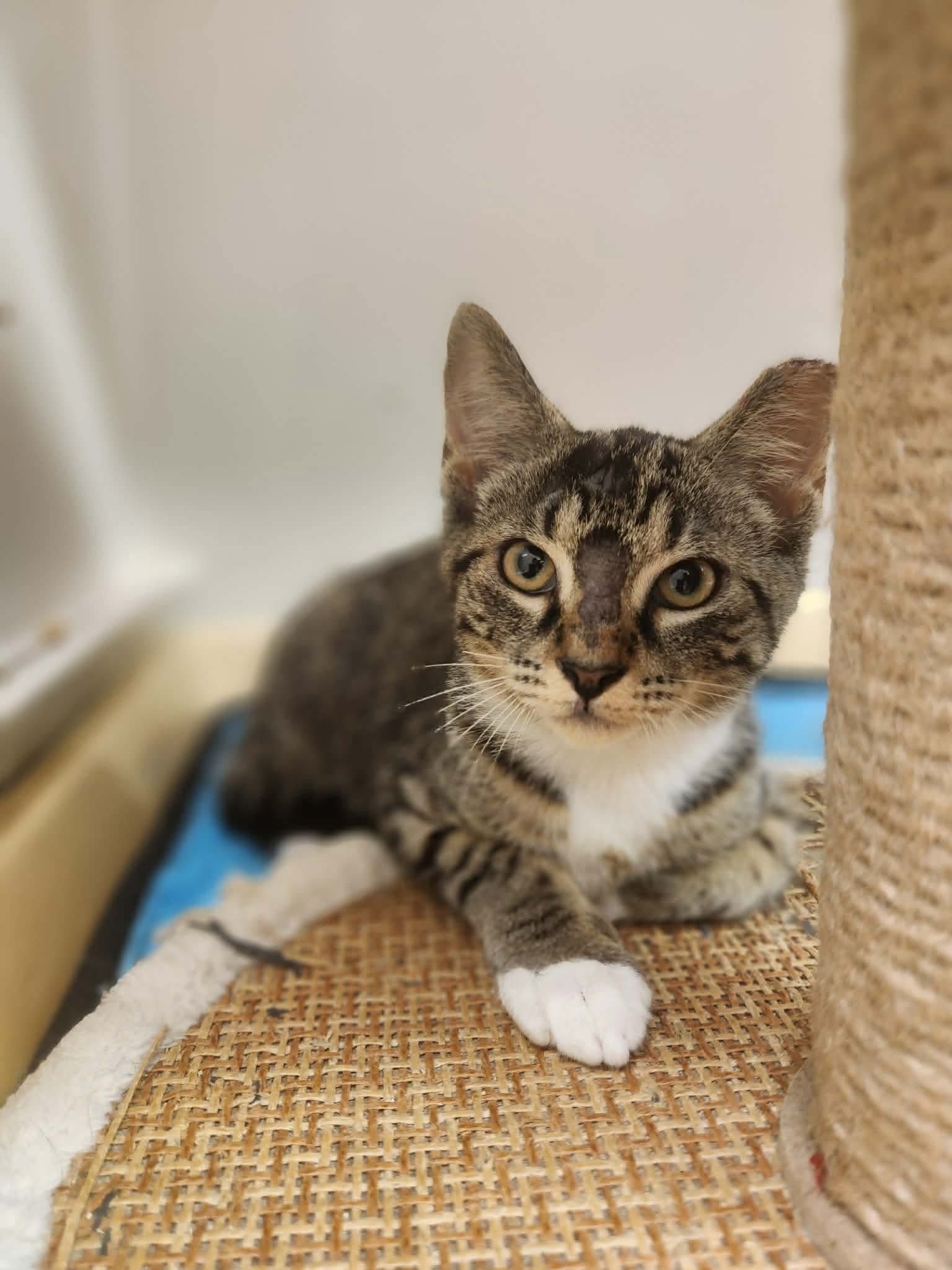 Ronaldo - Domestic Short Hair