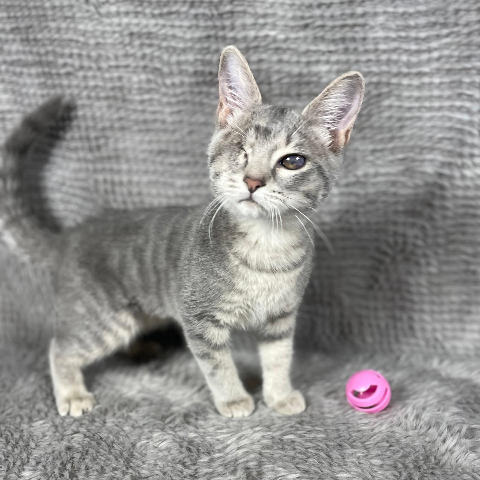 Grey Goose - Andrea Foster - Domestic Short Hair