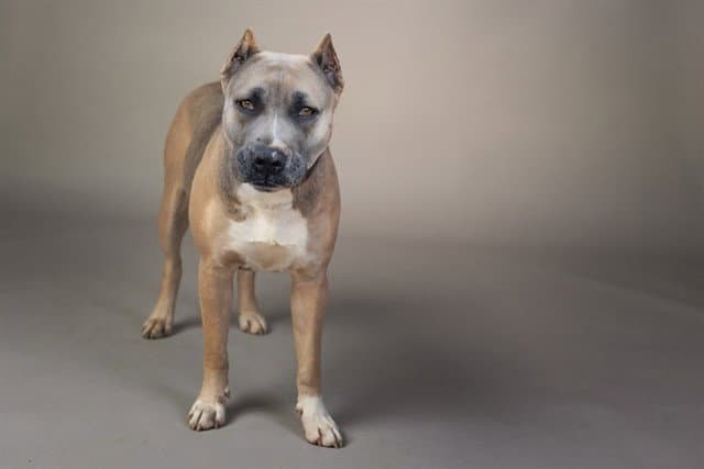 Kanga - Presa Canario