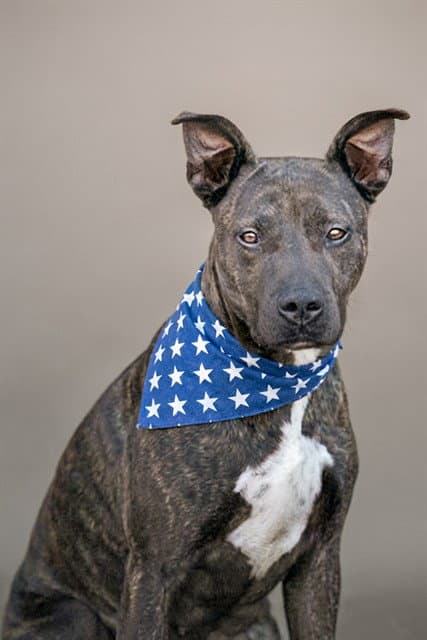 Sonar - Pit Bull Terrier