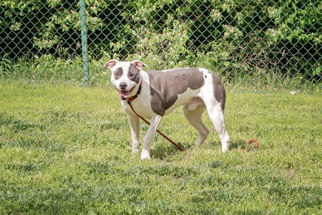 Triton - Pit Bull Terrier