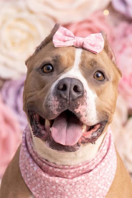 Peanut - American Bulldog