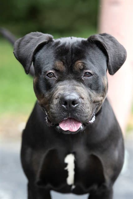 Gloria - Rottweiler