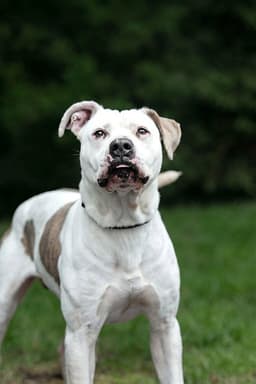 Zeke image 1