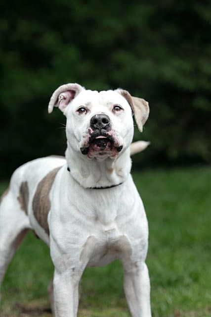 Zeke - American Bulldog