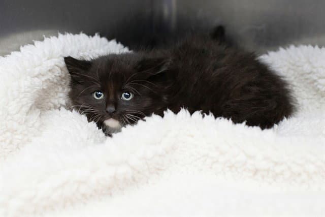 Allegra - Domestic Short Hair