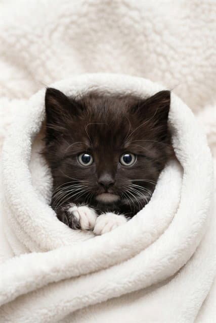 Benadryl - Domestic Short Hair