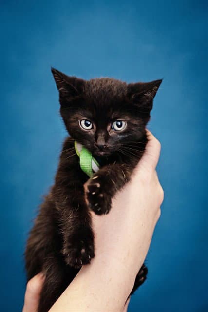 Hex - Domestic Short Hair