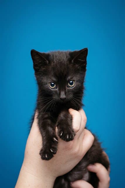 Eclipse - Domestic Short Hair