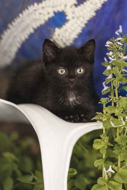 Jinx - Domestic Short Hair