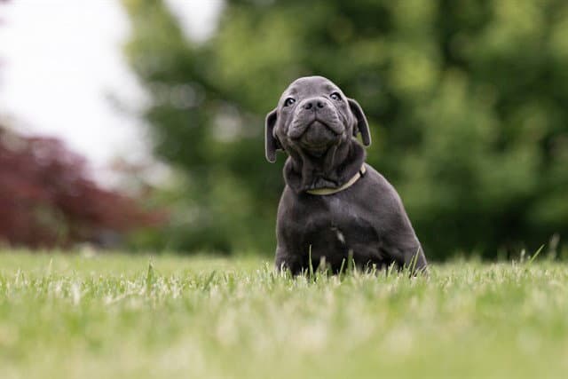 Levi - Pit Bull Terrier