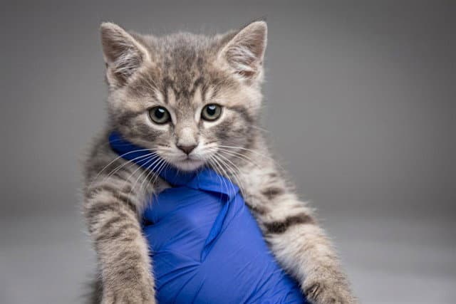 Milkshake - Domestic Medium Hair