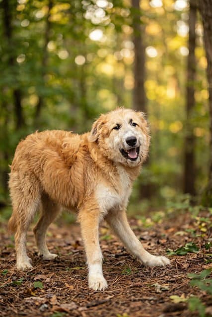 Diesel - Irish Wolfhound