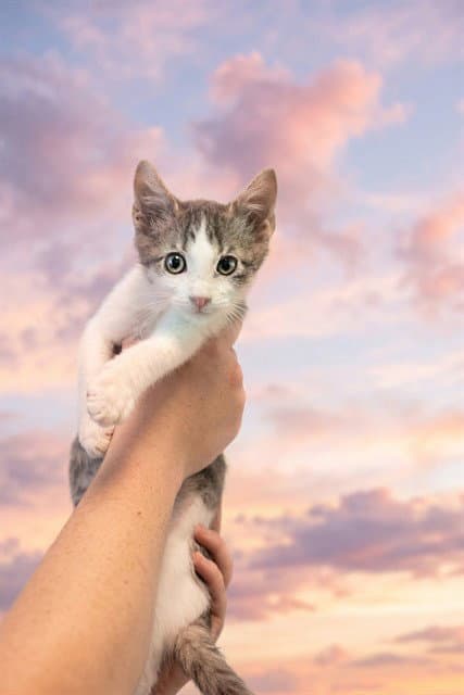 Mike - Domestic Short Hair