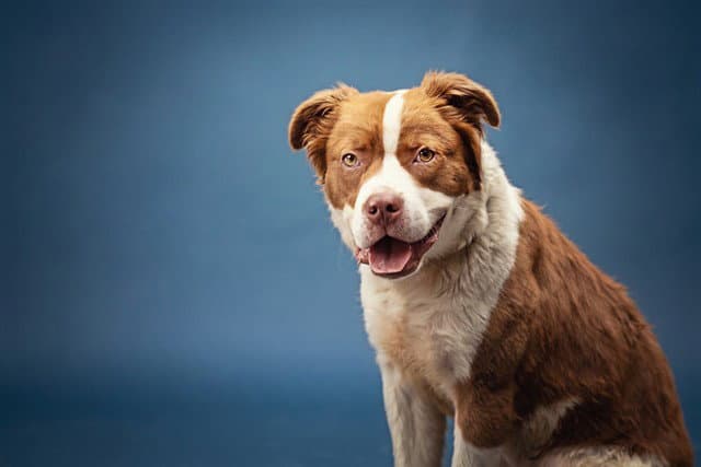 Marco - Pit Bull Terrier
