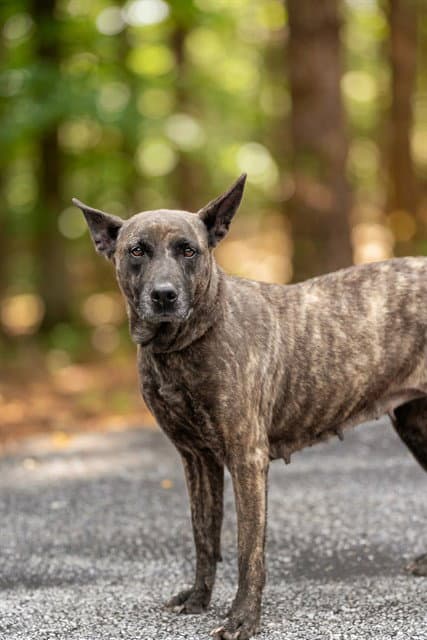 Bella - Belgian Shepherd Malinois