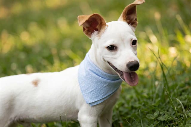 Flapjack - Parson Russell Terrier