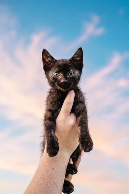 Lucas - Domestic Short Hair