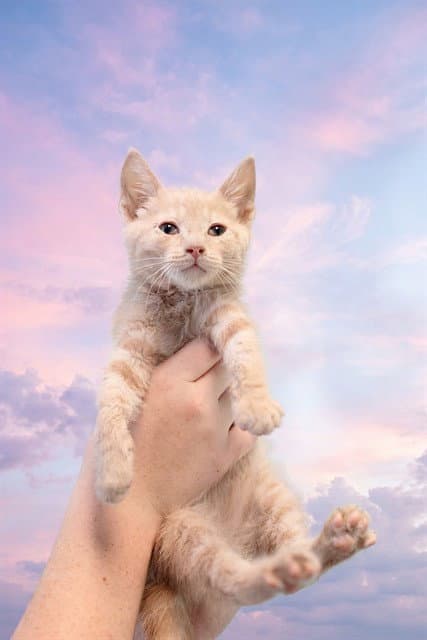 Max - Domestic Short Hair
