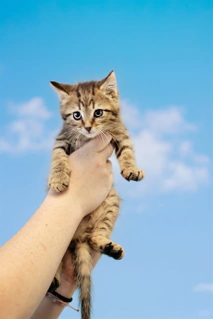 Hopper - Domestic Short Hair