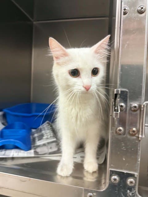 Churro - Domestic Long Hair