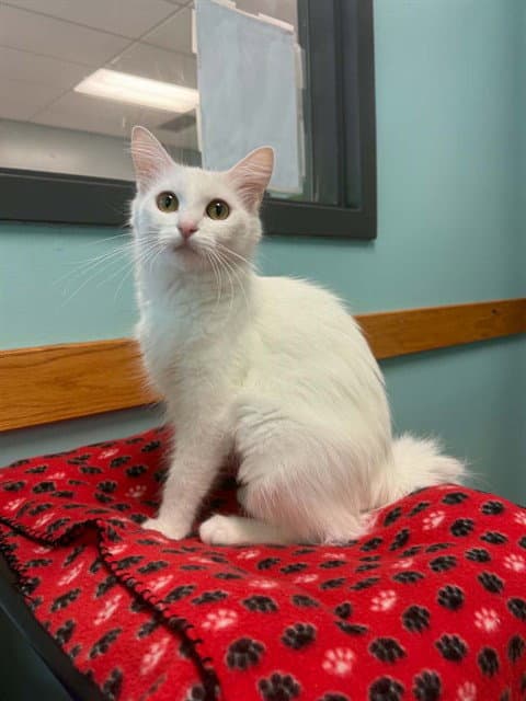 Churro - Domestic Long Hair