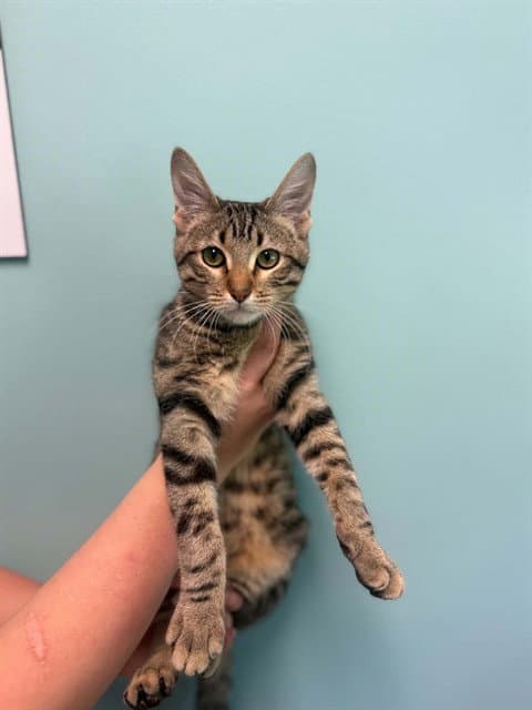Ferris Wheel - Domestic Short Hair