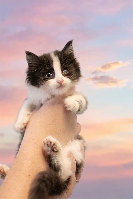 Bob - Domestic Short Hair