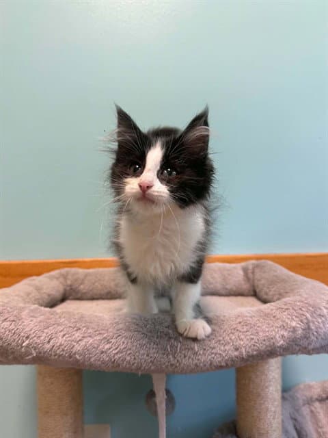 Bob - Domestic Short Hair