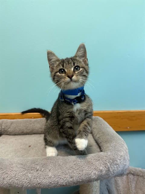 Corndog - Domestic Short Hair