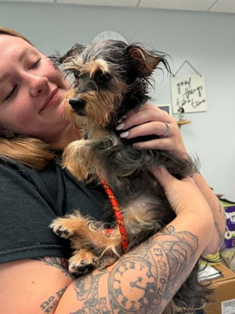 Hazelnut - Yorkshire Terrier Yorkie