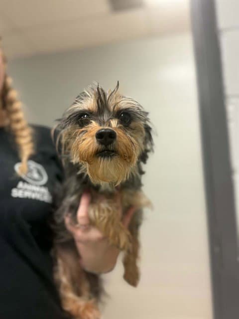 Hazelnut - Yorkshire Terrier Yorkie