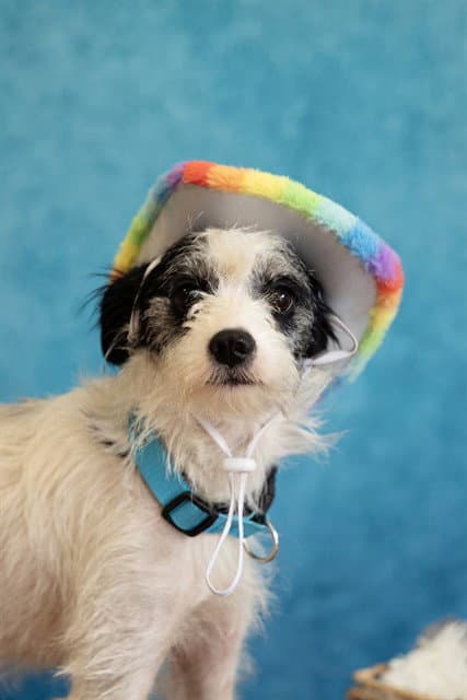 Shirley - Terrier