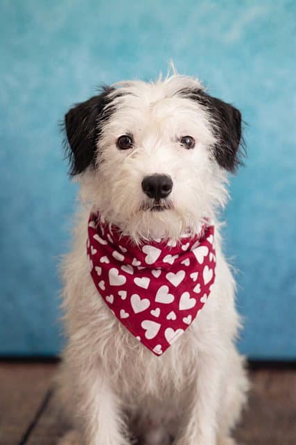 Phil - Terrier
