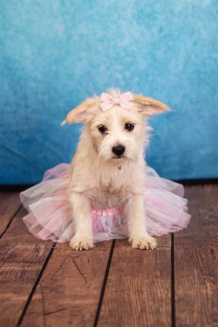 Buford - Terrier