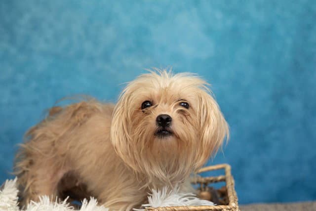 Bonnie - Maltese