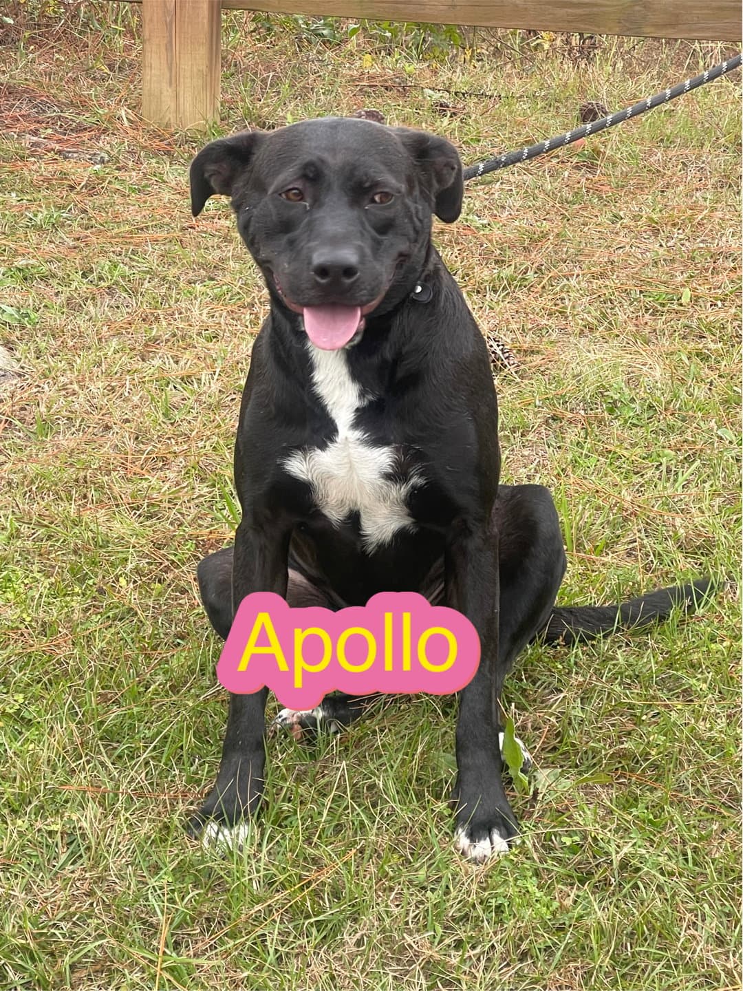 Apollo - Labrador Retriever