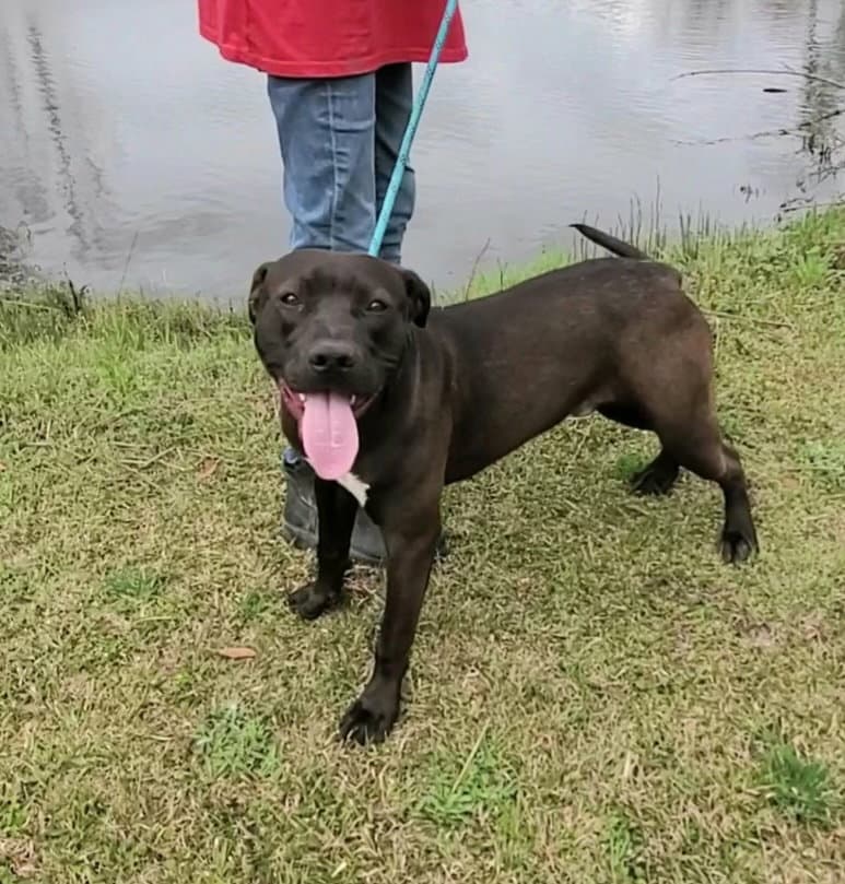 Travis - Labrador Retriever