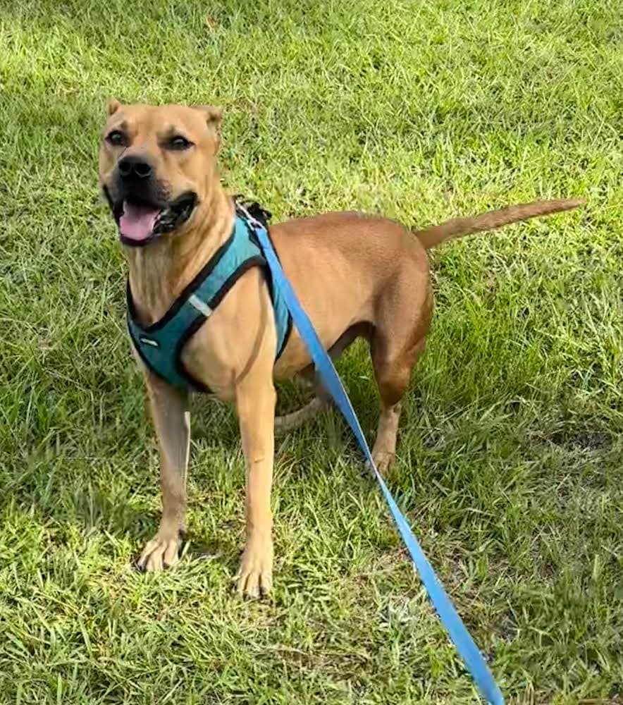 Paulie - Black Mouth Cur